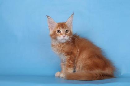 Reinrassige Maine coon Stammbaum
