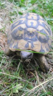 1 Griechische Landschildkröte T. H. B. , männlich, 12 Jahre alt