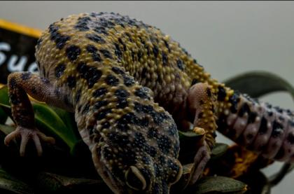 Leopardgecko 1. 13. 16