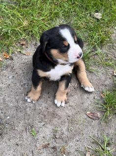 Schweizer Sennenhund Welpen