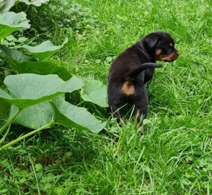 Rottweiler Herzen suchen passende Umfelder