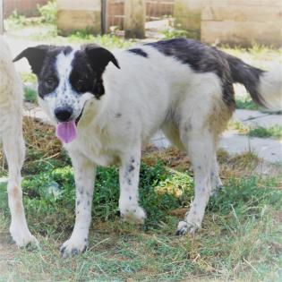 Heidi sucht ein Zuhause
