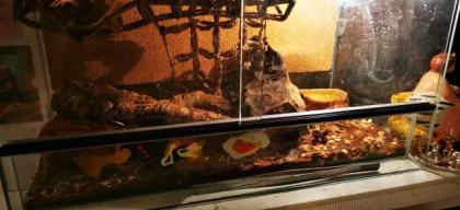 Terrarium junge Kornattern mit Innenausstattung