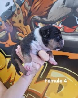 American Bully Welpen Standard / Classic