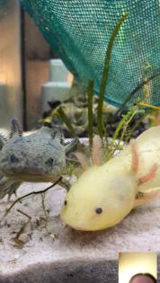 Axolotl 2 Stück oder einzeln