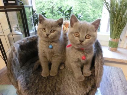 2 zuckersüße BKH Kitten blue, 1Katze, 1Kater, mit Starterpaket