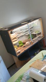 Terrarium mit leopardengeckos