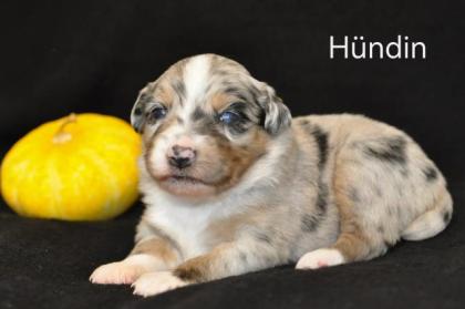 Miniature Australian shepherd Welpen/ Mini Aussi