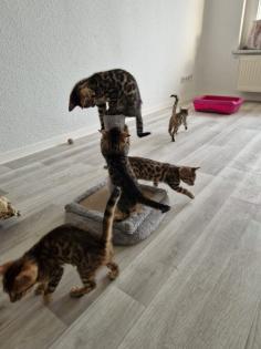Reinrassige Bengalkitten abzugeben