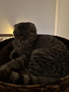 5 Jähriger kastriert Kater Nino Scottish Fold