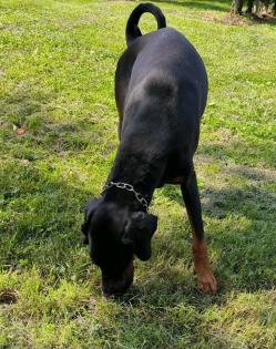 Dobermann Rüde sucht Zuhause