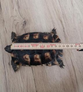 Breitranschildkröte