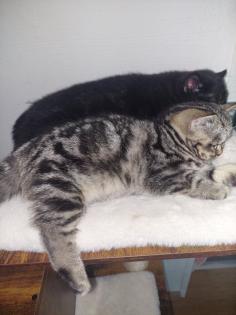 Britisch Kurzhaar Tabby