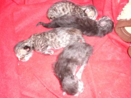 Perserbabys reinrassig