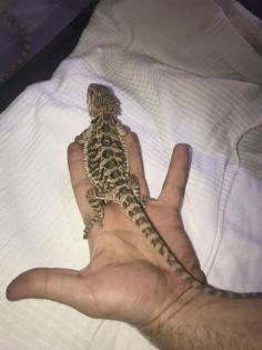 Bartagame Jungtiere abzugeben