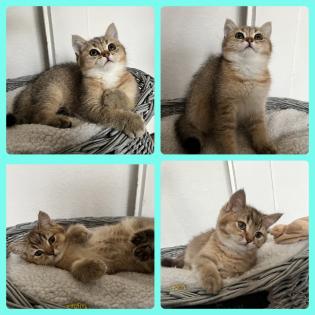 Bkh Kitten Gold chocolate/ black shaded tabby