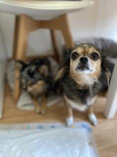 Chihuahua in Langhaar
