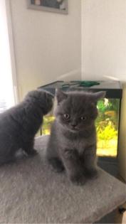 Britisch Kurzhaar Kitten