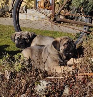 Reinrassige Cane Corso italiano Welpen
