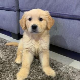 Golden Retriever Welpen
