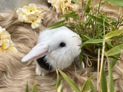 Minilop-Zwergwidder-Mini Lop-Zwergkaninchen-Tierversand möglich