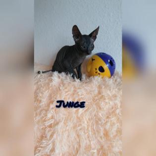 Don sphynx Kitten mit Stammbaum