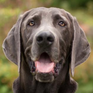 JOE FRITZ - männlich 2 Jahre 63 cm 32 kg Weimaraner Gechipt