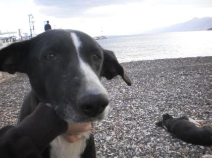 Tina lebte mit ihren Kindern friedlich am Strand. Die Hundefamilie sollte verg