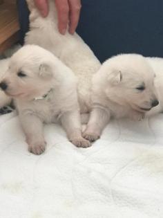 Berger Blanc Suisse langstock