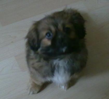 SÜSSER PEKINESE MINI