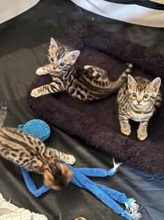 4 zuckersüße Bengal Kitten