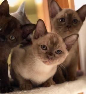 Burma Kitten REINRASSIG