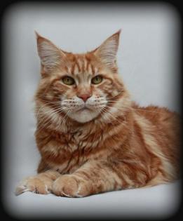 Maine Coon Kastratin in red cl tabby