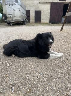 Welpen Bordercollie x Harzer Fuchs