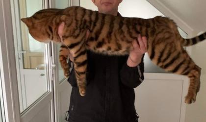 Toyger Kätzchen mit Stammbaum