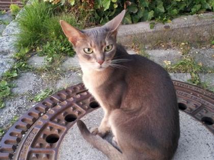 Schöner Abessinier Kater Blue