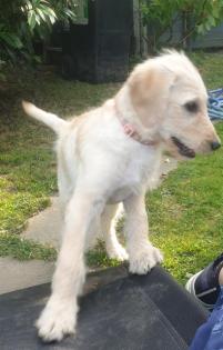 Noch 1 süßer Goldendoodle Welpe sucht seine Traumfamilie
