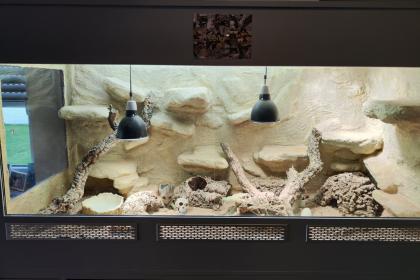 Bartagame m mit großem Terrarium, Quarantäneterrarium inkl. Beleuchtung und viel Zubehör
