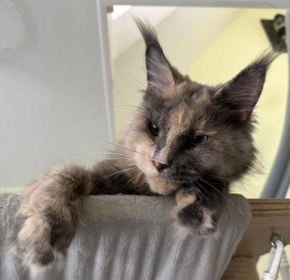 Traumkatze sucht Traumzuhause