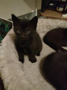 Bombay-Bengal-Mix
