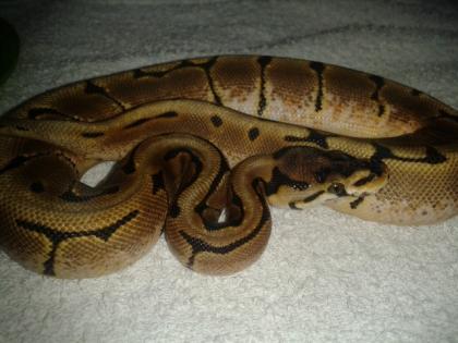 Python regius Mojave, Spider, Pastel, CinnTiger Sib .
