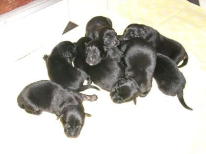 Husky Mix Welpen
