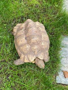 Pantherschildkröten
