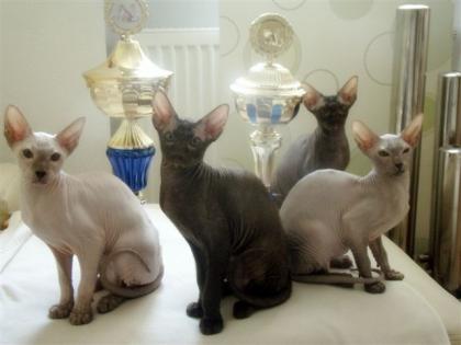 Schöne PETERBALD Kitten aus einer seriosen Zucht suchen liebevollen Hände