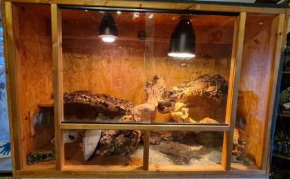 72461 Albstadt Leopardgeckos