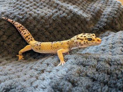 Leopardgeckos aus Rostock