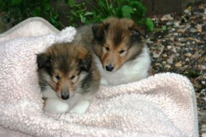Wunderschöne Colliewelpen aus VDH Hobbyzucht