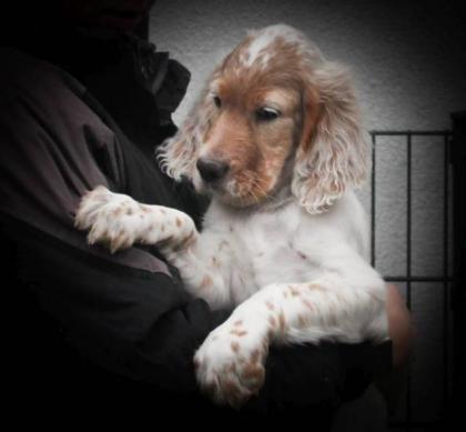 English Setter Welpen