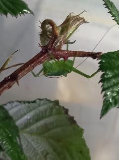Siliquofera grandis