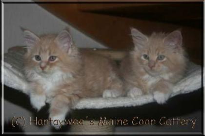 Wir haben typvolle Maine Coon Kitten mit Papieren und garantiertem Schmuseabitur